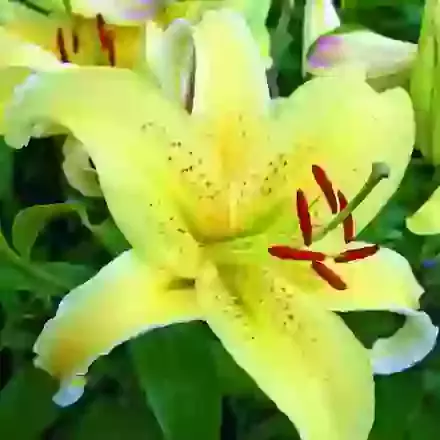 Oriental Lilies for Pots